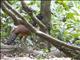 Great Curassow (Crax rubra) - Female