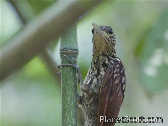 Black-striped Woodcreeper (Xiphorhynchus lachrymosus)
