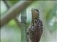 Black-striped Woodcreeper (Xiphorhynchus lachrymosus)