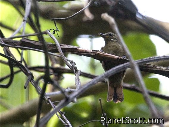 Northern Plain Xenops (Xenops mexicanus)