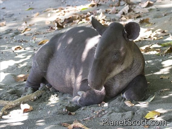 Baird's Tapir (Tapirus bairdii)