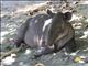 Bairds Tapir (Tapirus bairdii)