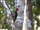 Pale-billed Woodpecker (Campephilus guatemalensis)
