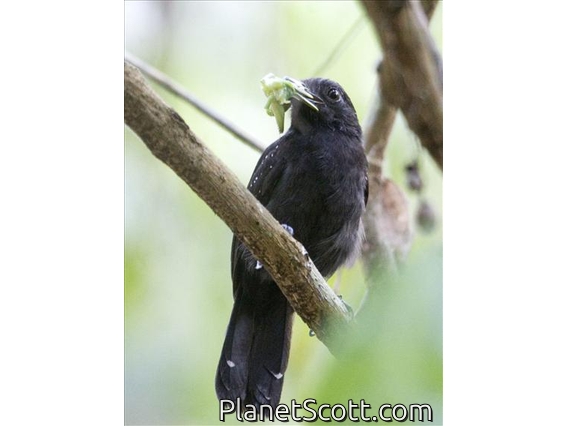 Black-hooded Antshrike (Thamnophilus bridgesi) - Male
