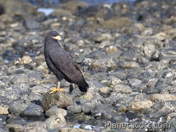 Common Black-Hawk (Buteogallus anthracinus)