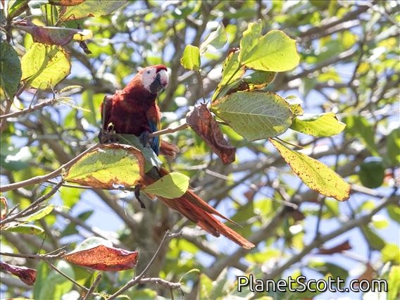 Scarlet Macaw (Ara macao)
