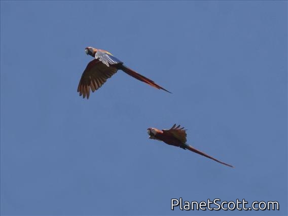 Scarlet Macaw (Ara macao)