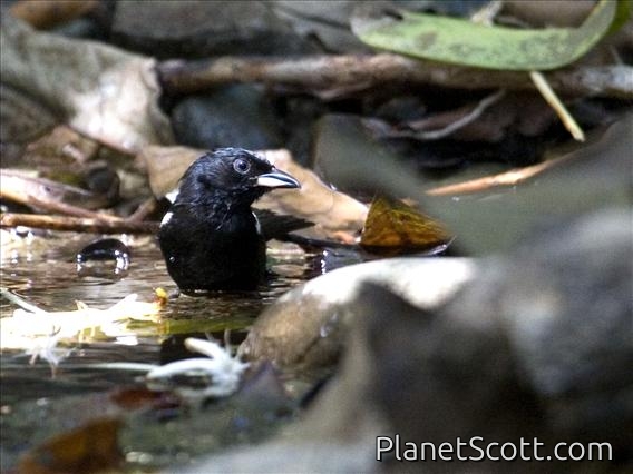 White-shouldered Tanager (Tachyphonus luctuosus) - Male