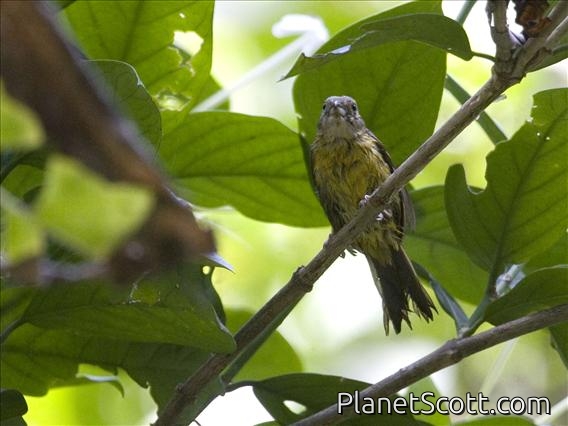 White-shouldered Tanager (Tachyphonus luctuosus) - Female