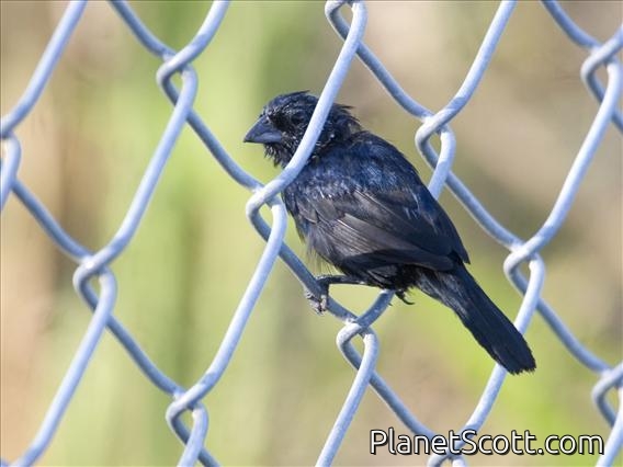 Blue-black Grassquit (Volatinia jacarina)