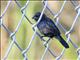 Blue-black Grassquit (Volatinia jacarina)