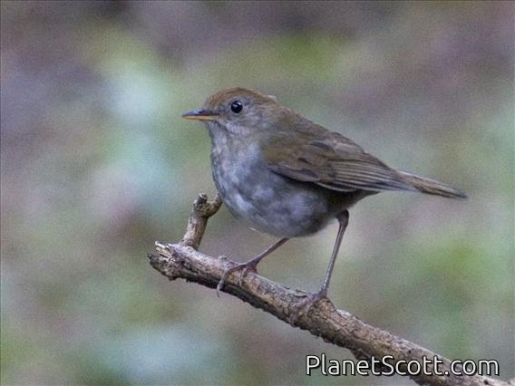 Ruddy-capped Nightingale-Thrush (Catharus frantzii)