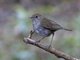Ruddy-capped Nightingale-Thrush (Catharus frantzii)