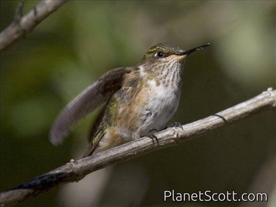 Volcano Hummingbird (Selasphorus flammula)