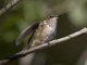 Volcano Hummingbird (Selasphorus flammula)