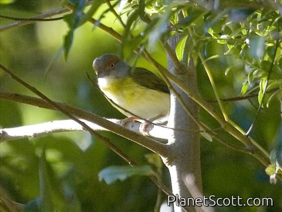 Rufous-browed Peppershrike (Cyclarhis gujanensis)