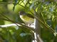 Rufous-browed Peppershrike (Cyclarhis gujanensis)