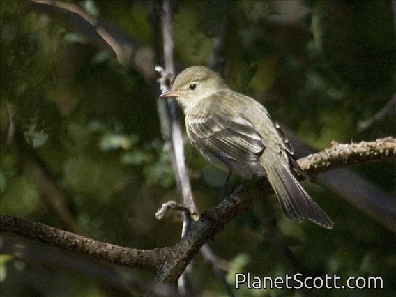 Mountain Elaenia (Elaenia frantzii)