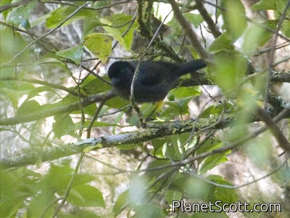 Yellow-thighed Finch (Pselliophorus tibialis)