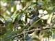 Black-cheeked Warbler (Basileuterus melanogenys)