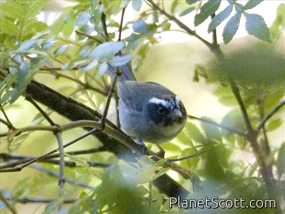 Black-cheeked Warbler (Basileuterus melanogenys)