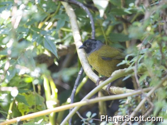 Large-footed Finch (Pezopetes capitalis)