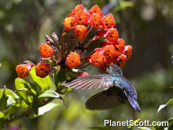 Fiery-throated Hummingbird (Panterpe insignis)