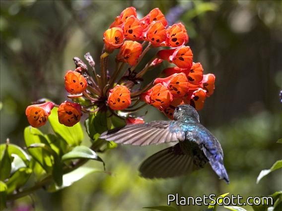 Fiery-throated Hummingbird (Panterpe insignis)