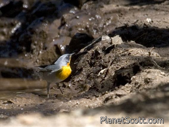 Flame-throated Warbler (Parula gutturalis)