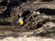 Flame-throated Warbler (Parula gutturalis)