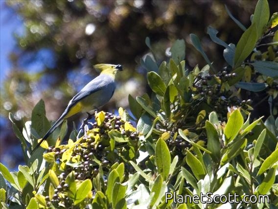 Long-tailed Silky-flycatcher (Ptilogonys caudatus)