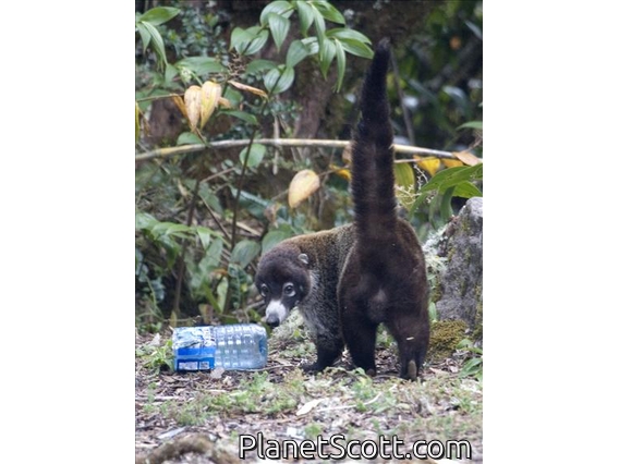 White-nosed Coati (Nasua narica)