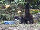 White-nosed Coati (Nasua narica)