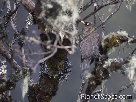 Sooty Thrush (Turdus nigrescens)