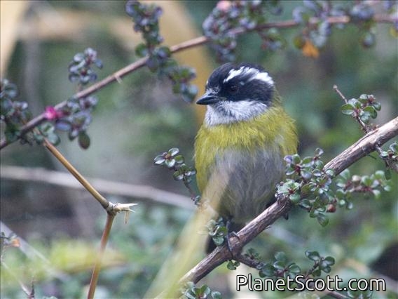 Sooty-capped Bush-Tanager (Chlorospingus pileatus)