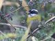 Sooty-capped Bush-Tanager (Chlorospingus pileatus)