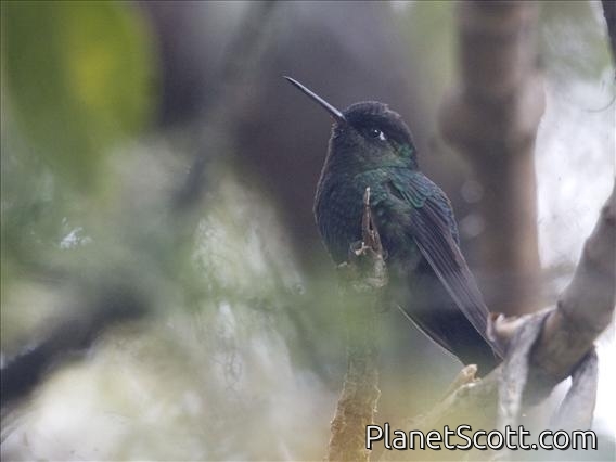 Fiery-throated Hummingbird (Panterpe insignis)