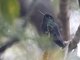 Fiery-throated Hummingbird (Panterpe insignis)