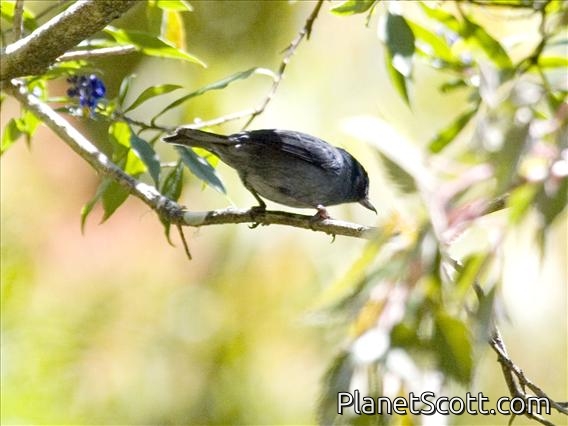 Slaty Flower-piercer (Diglossa plumbea)
