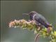 Volcano Hummingbird (Selasphorus flammula) - Male