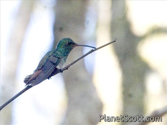 Snowy-bellied Hummingbird (Amazilia edward)