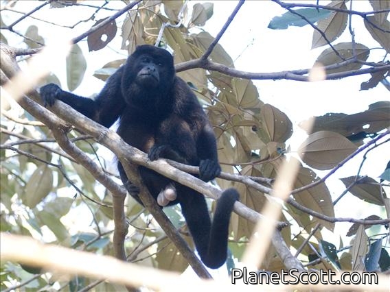 Mantled Howler Monkey (Alouatta palliata)