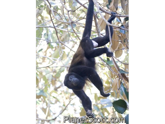 Mantled Howler Monkey (Alouatta palliata)