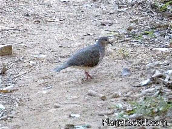 Grey-headed Dove (Leptotila plumbeiceps)