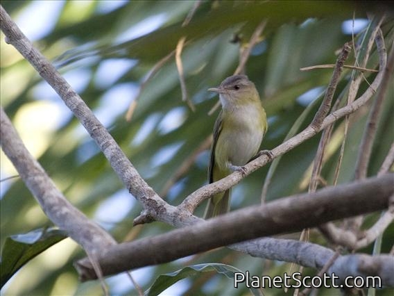 Yellow-green Vireo (Vireo flavoviridis)