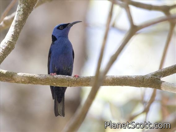 Red-legged Honeycreeper (Cyanerpes cyaneus) - Male