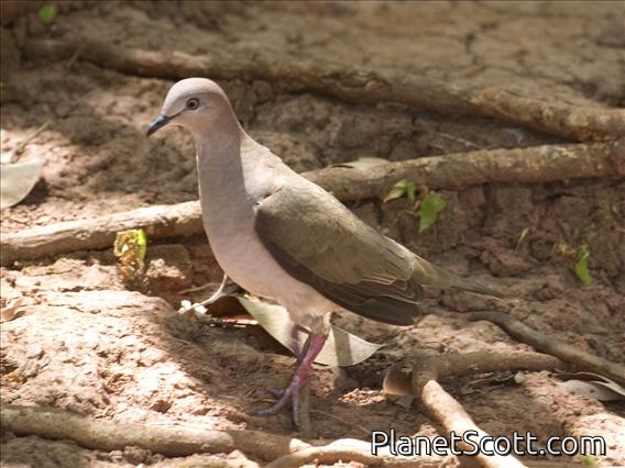 White-tipped Dove (Leptotila verreauxi)