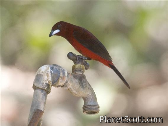 Crimson-backed Tanager (Ramphocelus dimidiatus)