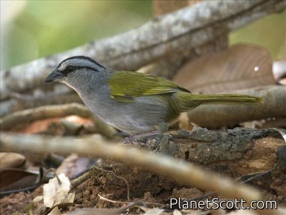Black-striped Sparrow (Arremonops conirostris)