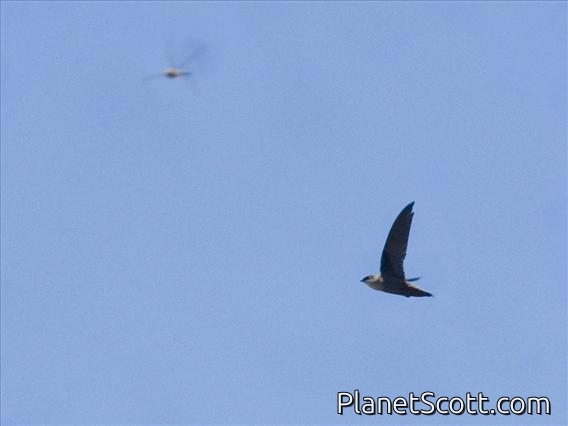 Vaux's Swift (Chaetura vauxi)